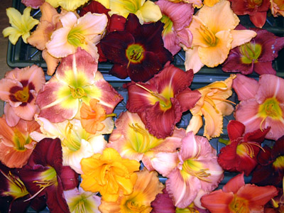  to decorate the tables at the golden wedding anniversary of his parents